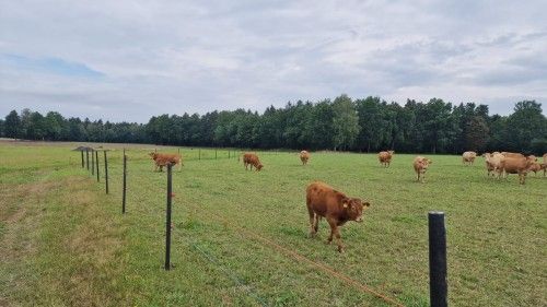 Ogrodzenie dla bydła rasy mięsnej, kadr 2 z 4