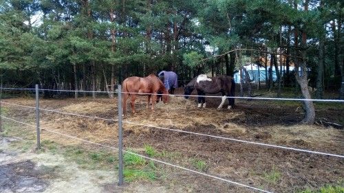 Stajnia Truskawka, kadr 5 z 12