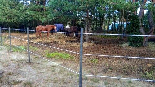Stajnia Truskawka, kadr 8 z 12