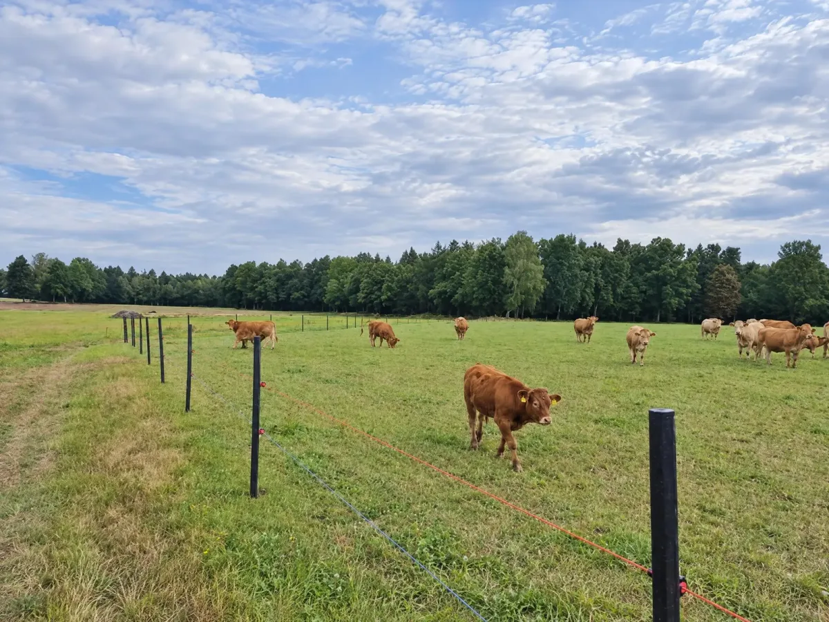 Ogrodzenie dla bydła rasy mięsnej, kadr 2 z 4