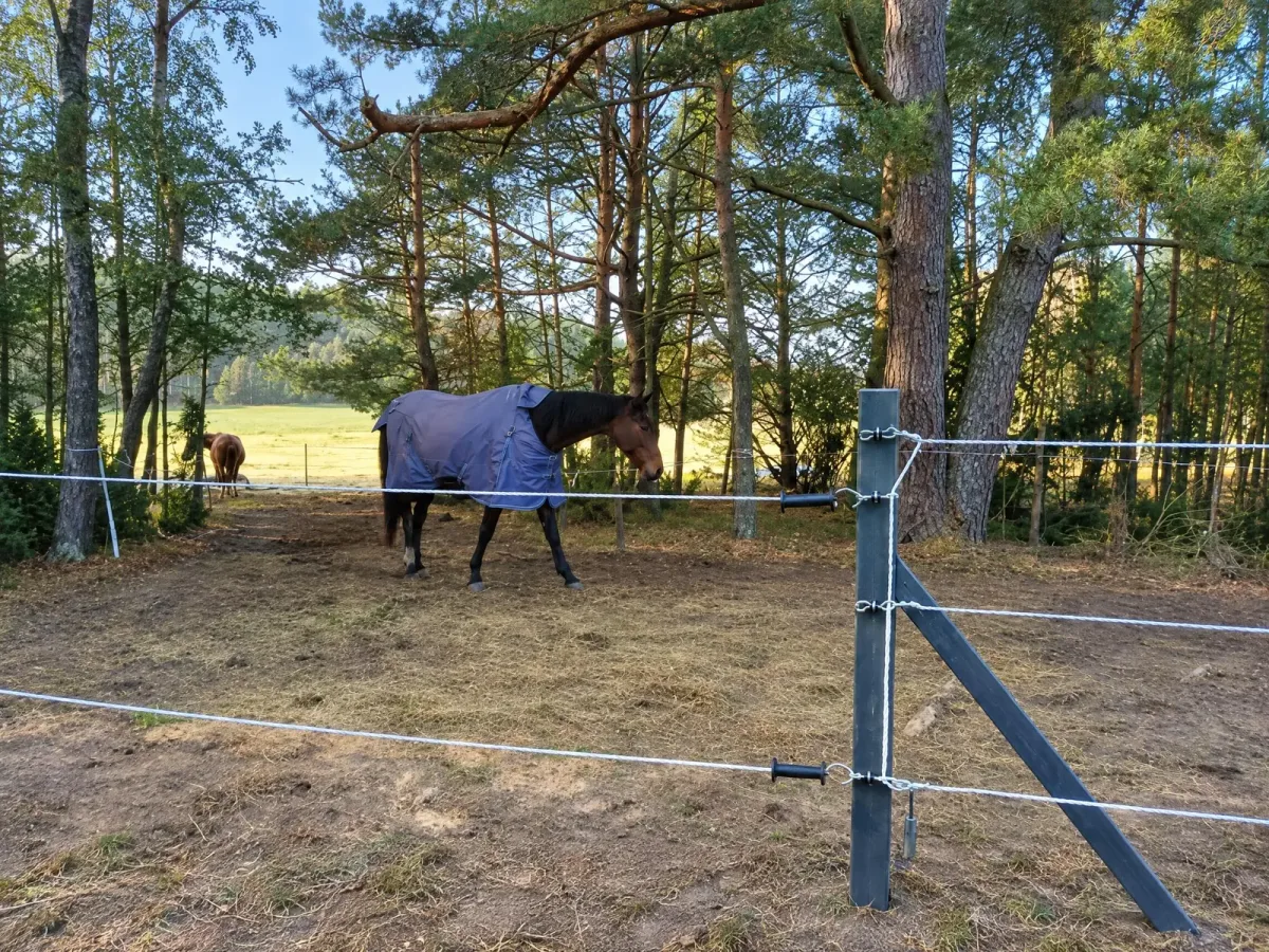 Stajnia Truskawka, kadr 1 z 6