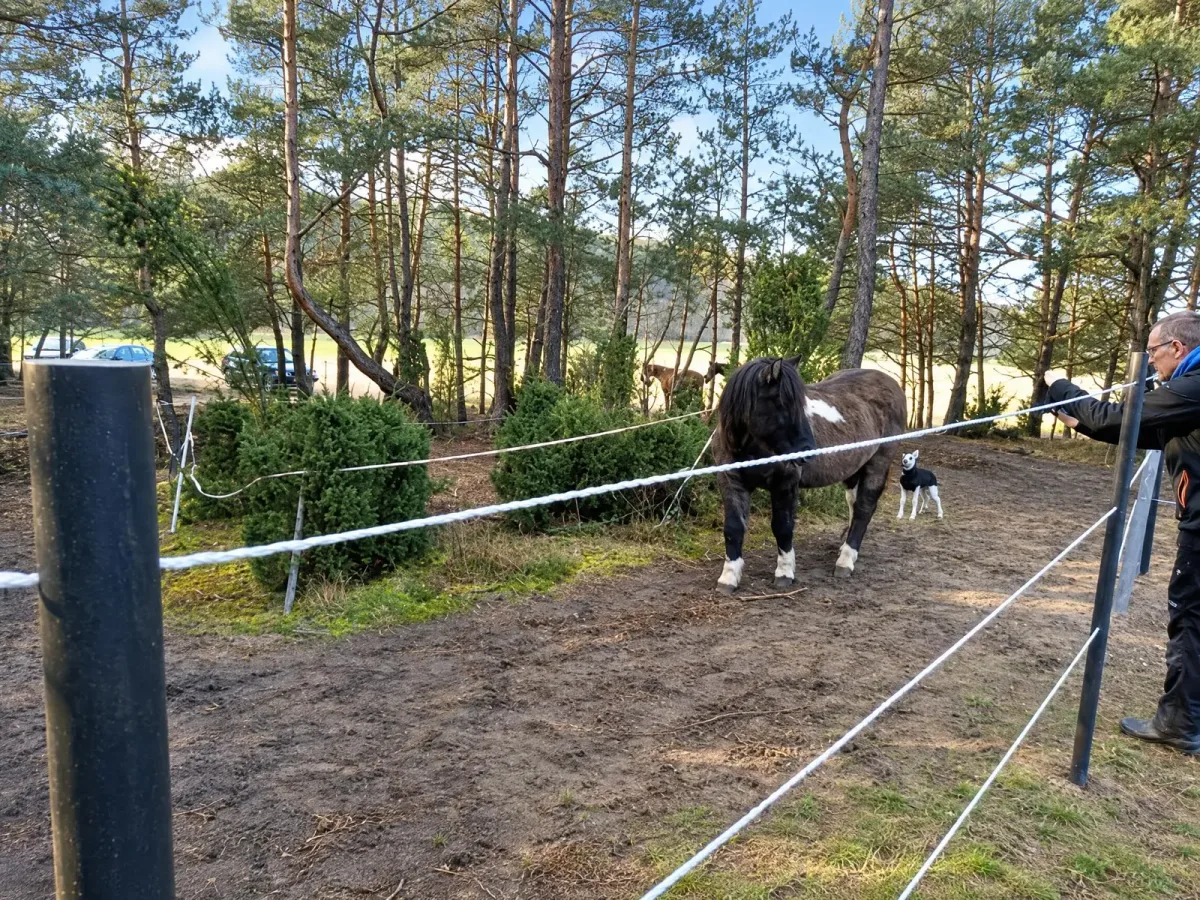 Stajnia Truskawka, kadr 2 z 6