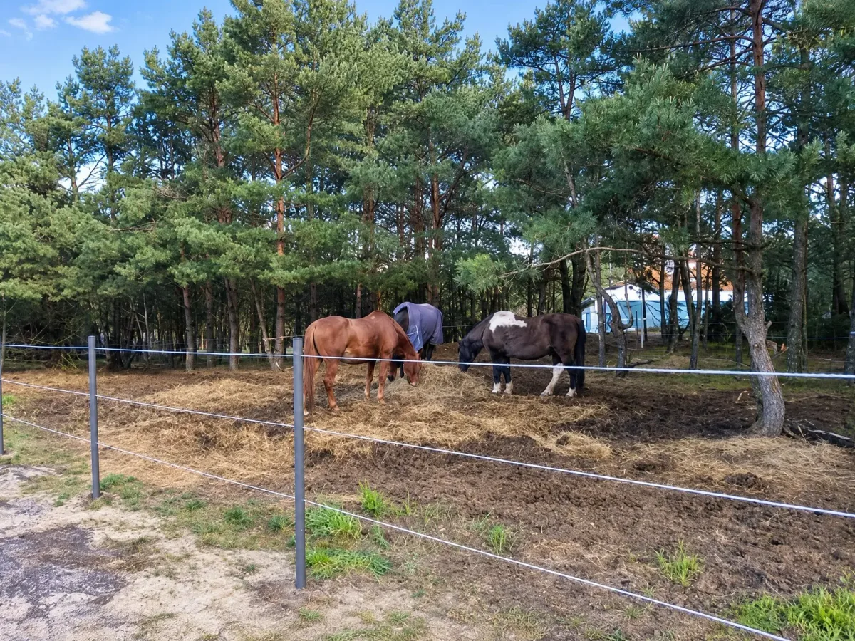 Stajnia Truskawka, kadr 3 z 6