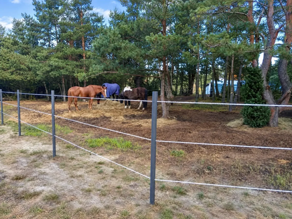 Stajnia Truskawka, kadr 5 z 6